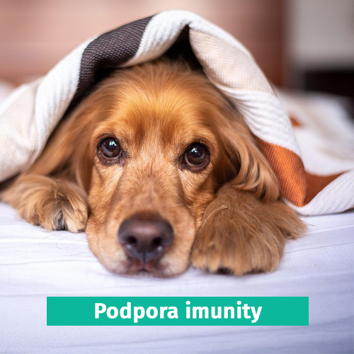Podpora imunity