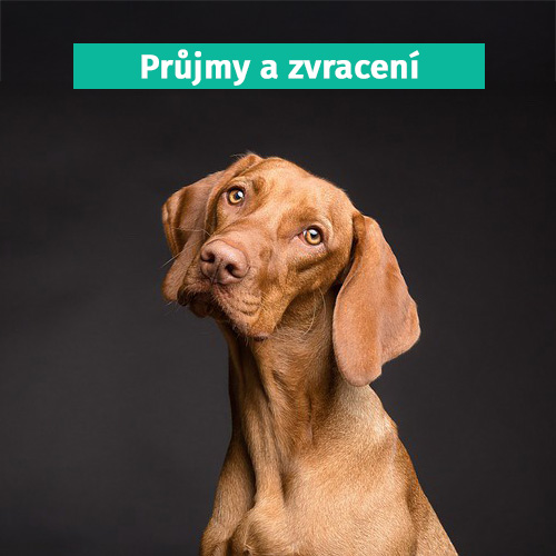 Průjem a zvracení