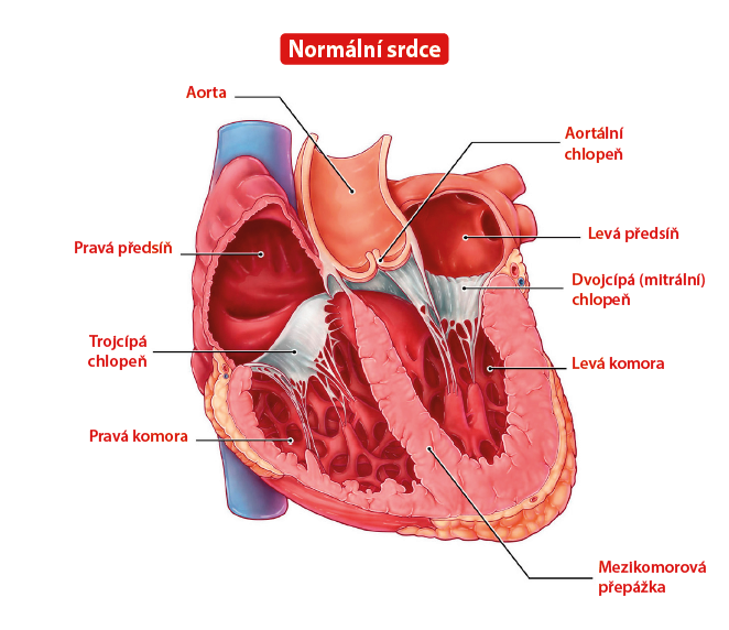 Normální srdce