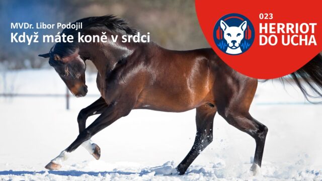 #23 Když máte koně v srdci 🐎 – MVDr. Libor Podojil
