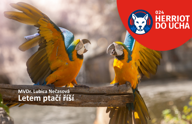 #24 Letem ptačí říší – MVDr. Lubica Nečasová. Podcast o chovu papoušků a exotického ptactva