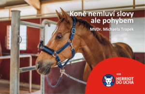 #28 Vše o fyzioterapii koní – MVDr. Michaela Trapek
