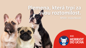 #30 Brachycefalická plemena – roztomilost, která (ne)bolí – MVDr. Vojta Novák