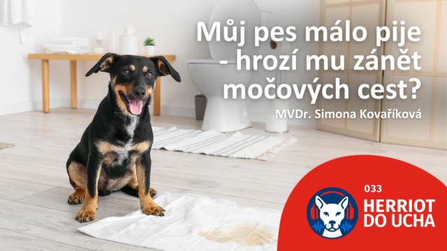 #33 Urologie a problémy  s močením – MVDr. Simona Kovaříková